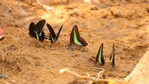 Butterfly spicebush swallowtail papilio troilus and common bluebottle graphium sarpedon luctatius from the papilionidae family, drinking water from the sandy riverbank, high definition stock footage. photo