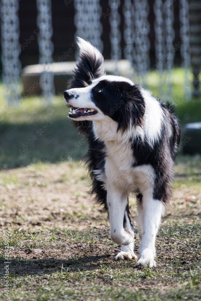portrait of Border Collie dog on a walk in belgium portrait of Border Collie dog on a walk in belgium