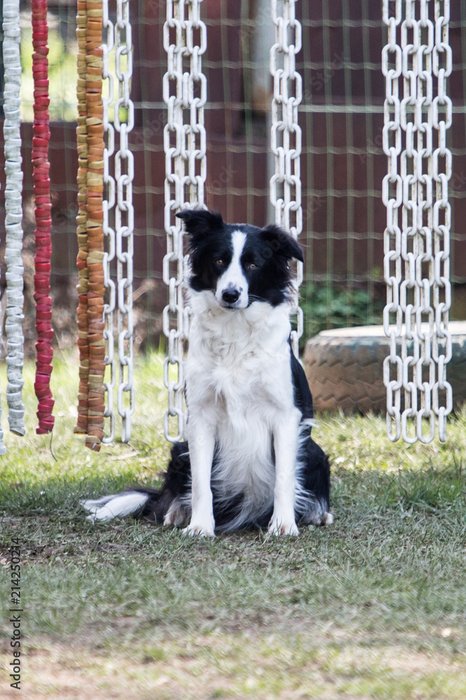 portrait of Border Collie dog on a walk in belgium portrait of Border Collie dog on a walk in belgium