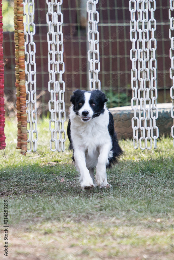 portrait of Border Collie dog on a walk in belgium portrait of Border Collie dog on a walk in belgium