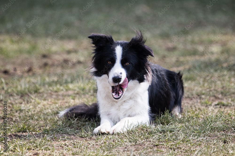 portrait of Border Collie dog on a walk in belgium portrait of Border Collie dog on a walk in belgium