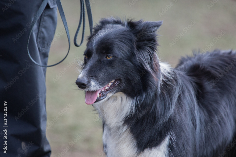 portrait of Border Collie dog on a walk in belgium