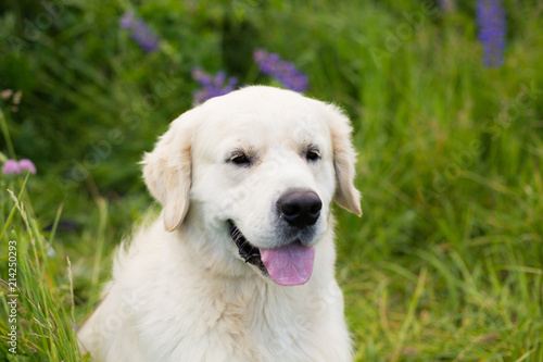 Close-up portrait of gorgeous golden retriever in the green grass and flowers background
