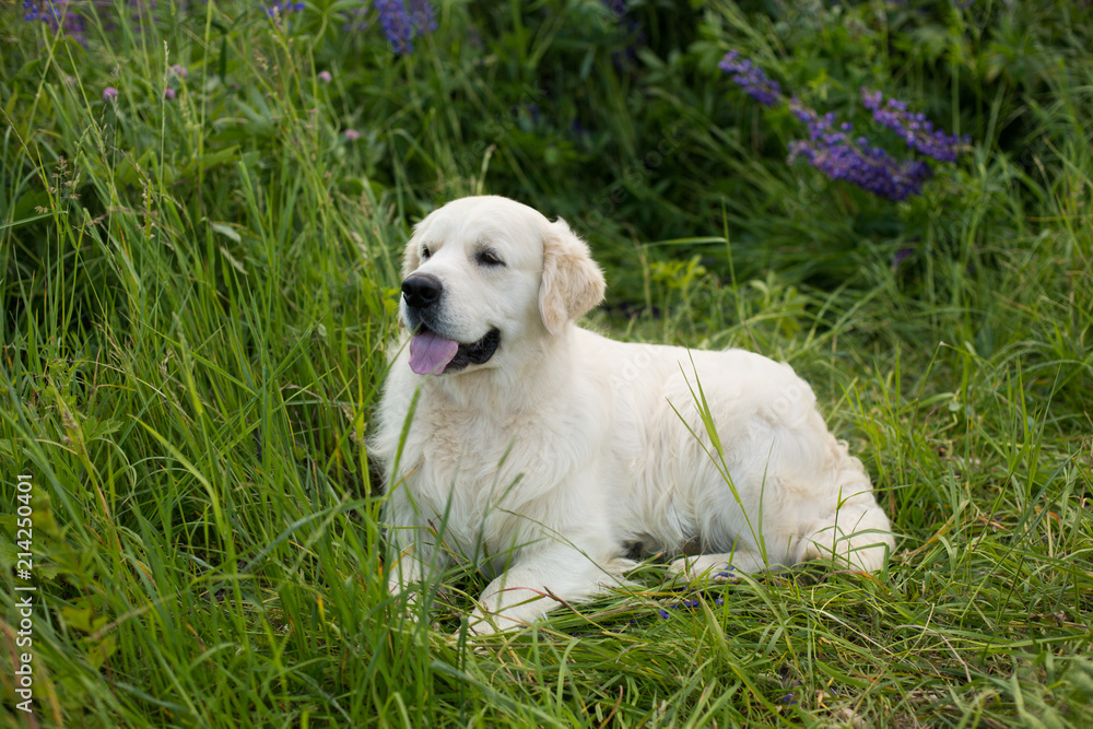 Profile portrait of lovely golden retriever dog lying in the grass in summer