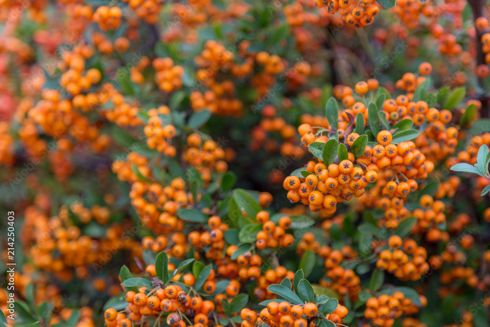 Pyracantha - Firethorn Plants closeup background with copy space