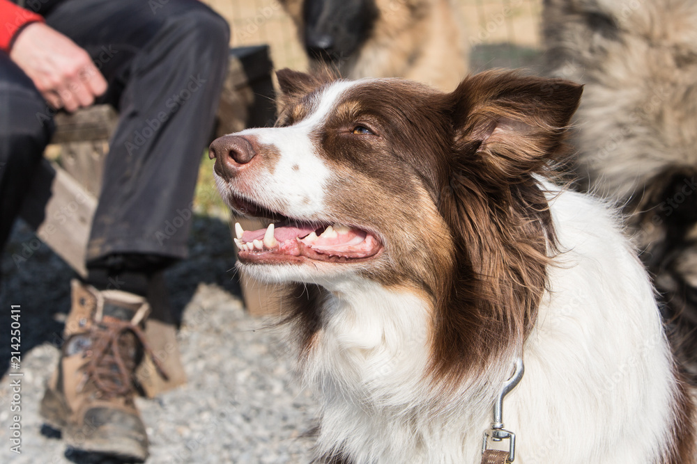 portrait of Border Collie dog on a walk in belgium