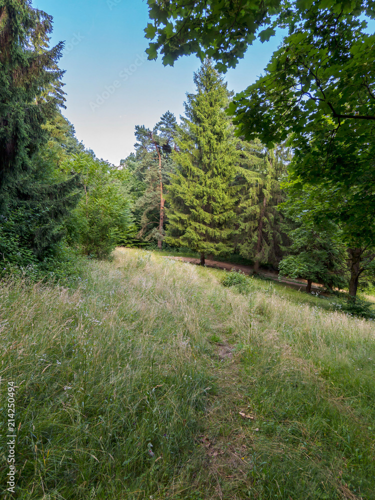 Glade in a green forest with crushed grass after driving Glade in a green forest with crushed grass after driving