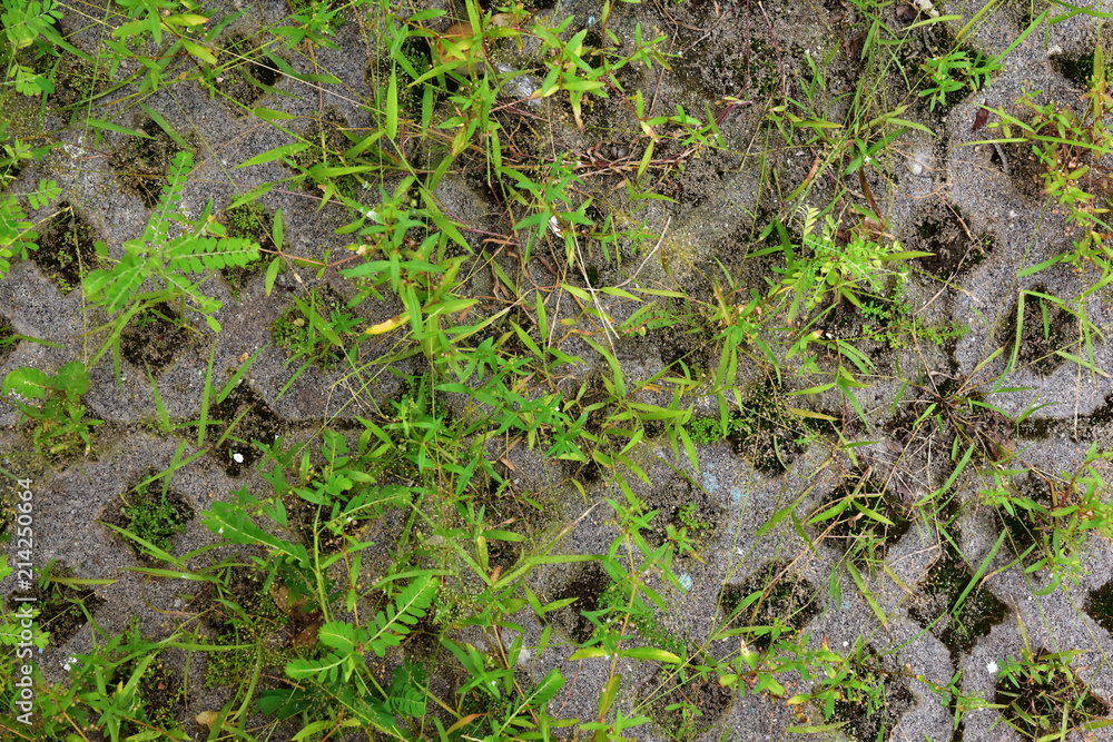 Latticed concrete paving slab. Element for the improvement of parks and back yards. The grass grows through the pavement