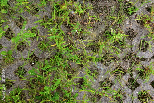 Obraz na płótnie Latticed concrete paving slab. Element for the improvement of parks and back yards. The grass grows through the pavement w salonie