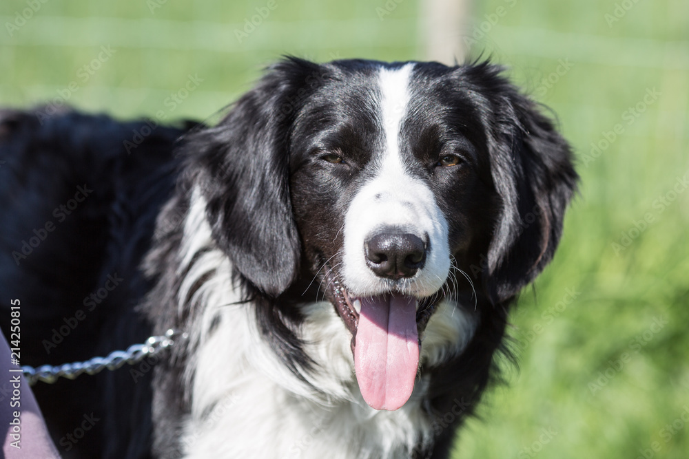 portrait of Border Collie dog on a walk in belgium portrait of Border Collie dog on a walk in belgium