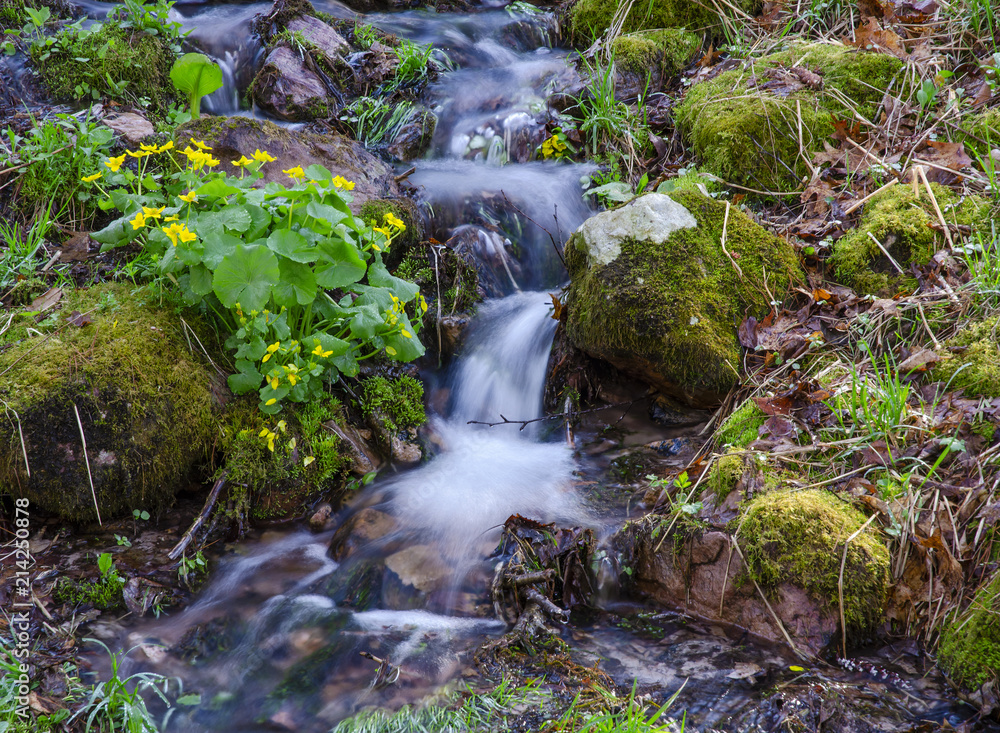 634-13 Marsh Marigolds by Small Brook 634-13 Marsh Marigolds by Small Brook