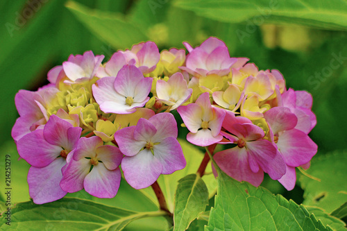 Beautiful small petals of pink flowers with yellow center and green leaves