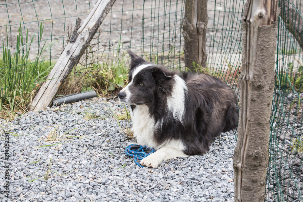 portrait of Border Collie dog on a walk in belgium portrait of Border Collie dog on a walk in belgium