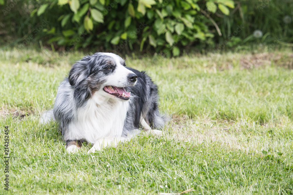 portrait of Border Collie dog on a walk in belgium portrait of Border Collie dog on a walk in belgium