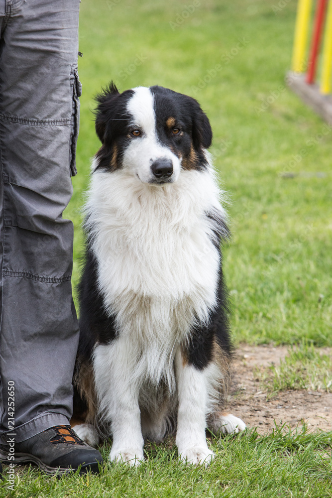 portrait of Border Collie dog on a walk in belgium