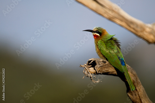 Bee-Eater