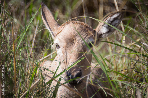 Blesbok
