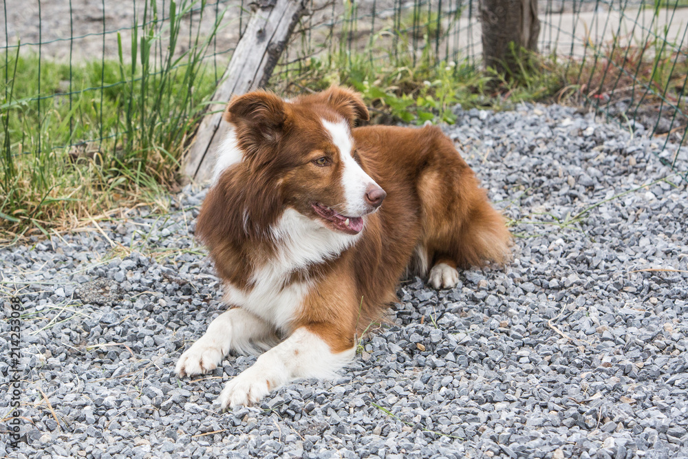 portrait of Border Collie dog on a walk in belgium portrait of Border Collie dog on a walk in belgium