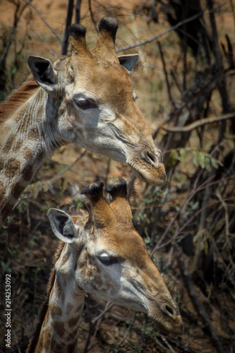 Giraffe's