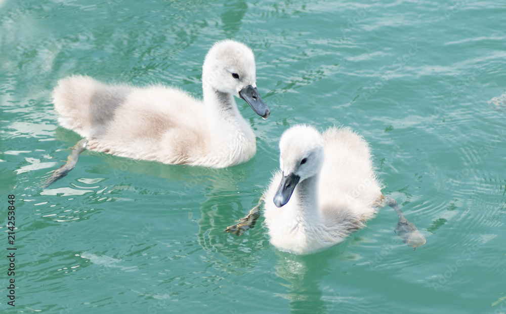 zwei Schwanenbabys