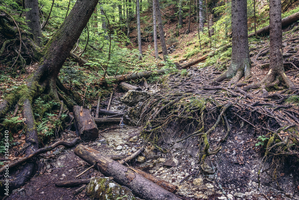 Tree roots on the Sucha Bela hiking trail in park called Slovak Paradise, Slovakia Tree roots on the Sucha Bela hiking trail in park called Slovak Paradise, Slovakia