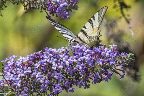 iphiclides podalirius butterfly on buddleia photo