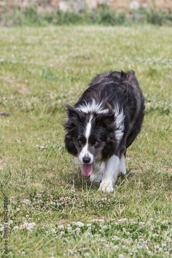 portrait of Border Collie dog on a walk in belgium portrait of Border Collie dog on a walk in belgium