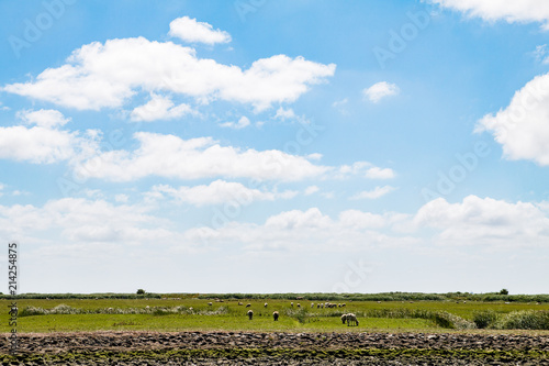 Sheep on the dike land