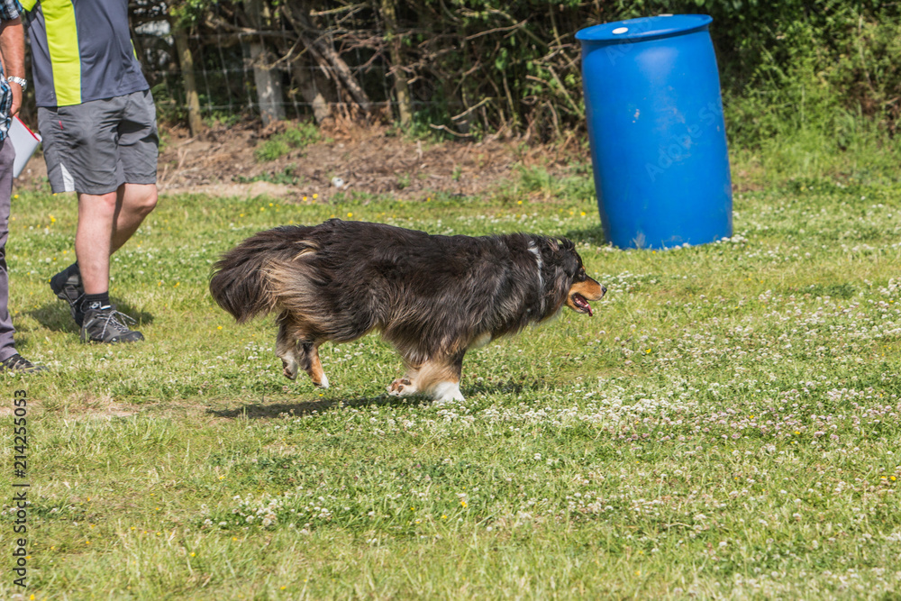 portrait of Border Collie dog on a walk in belgium portrait of Border Collie dog on a walk in belgium
