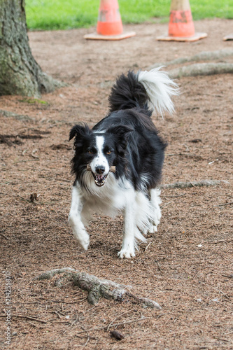 portrait of Border Collie dog on a walk in belgium