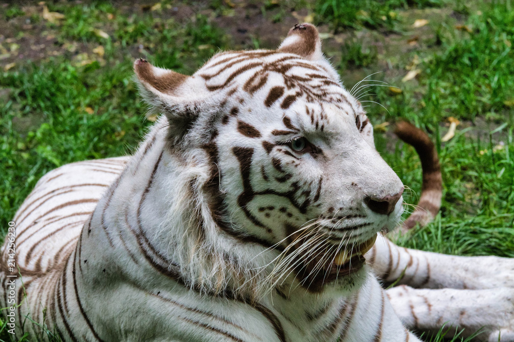 Obraz premium Tigre blanc