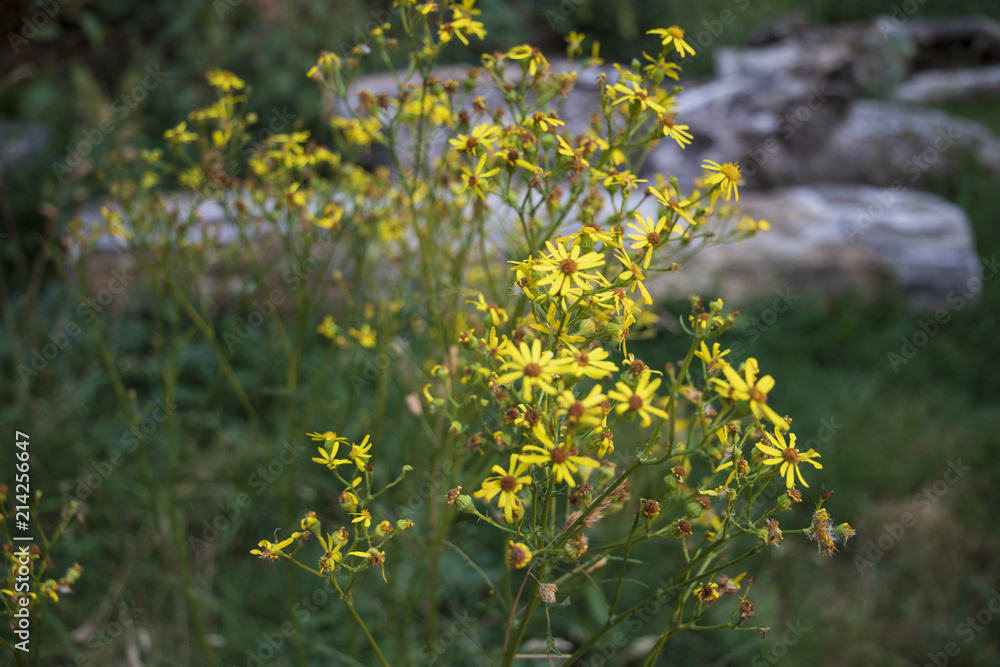 Obraz premium Forest