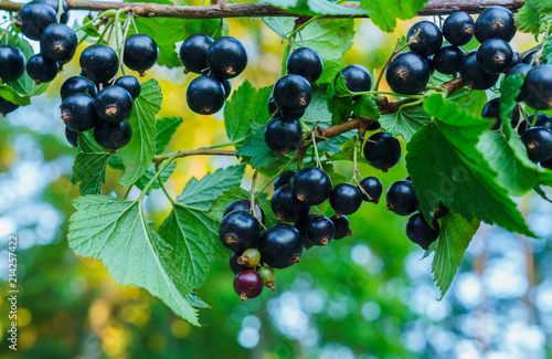 Beautiful, delicious blackcurrant berries on a branch