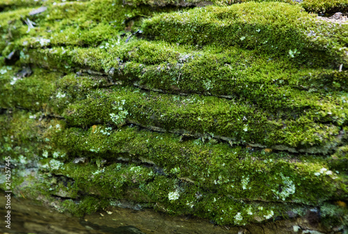 Moss on the surface of a tree trunk