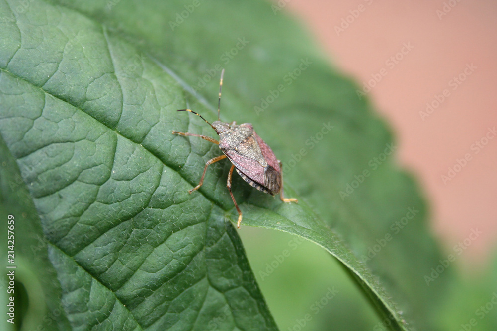 Brown and red marmorated stink bugs on a green leaf. Halyomorpha halys Brown and red marmorated stink bugs on a green leaf. Halyomorpha halys