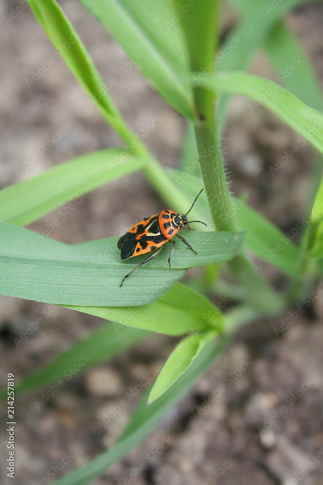 Fototapeta premium Spilostethus saxatilis. Red and black bug on a leaf