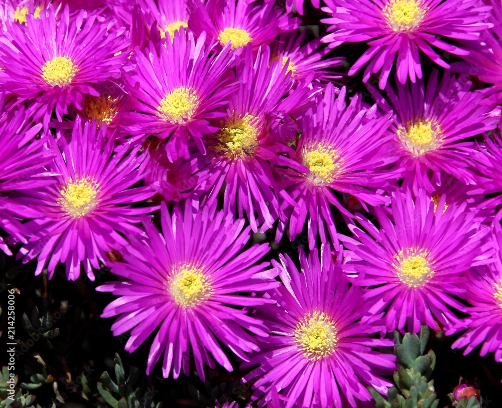 ficoïde,tapis magique,lampranthus productus ficoïde,tapis magique,lampranthus productus