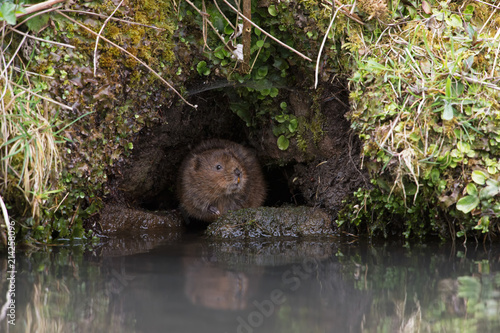 Water Vole (Arvicola amphibius)/Water Vole in a burrow in the side of a canal bank photo