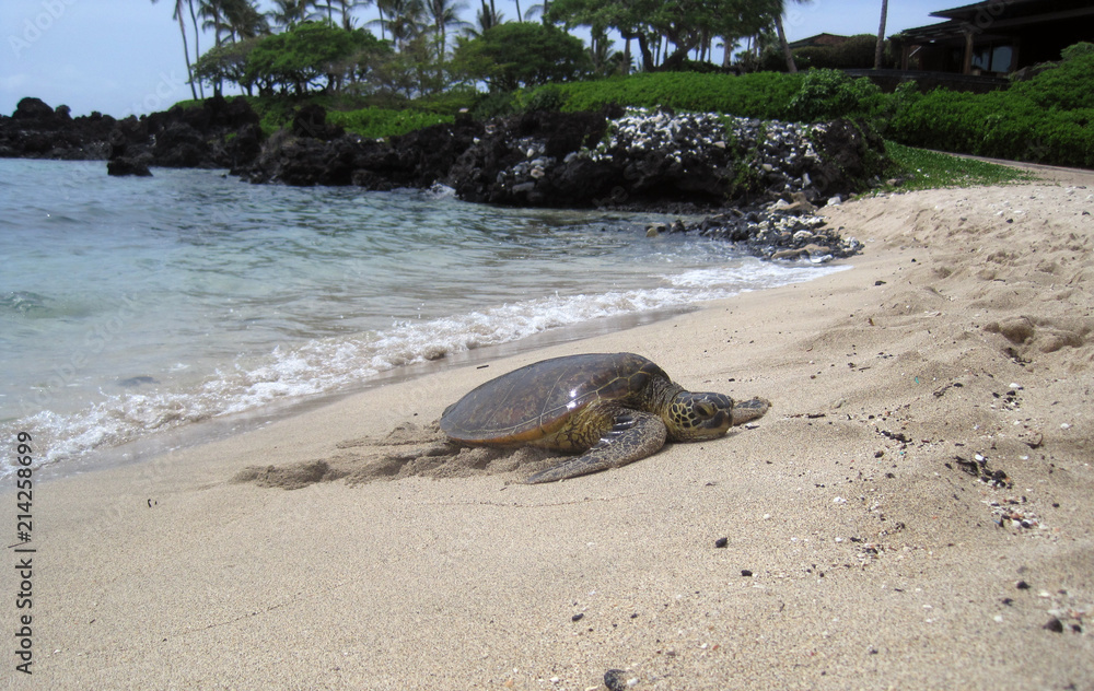 Obraz premium Turtle Enjoying Its Vacation