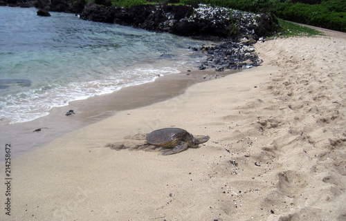 Turtle Relaxing at the Beach © Kate