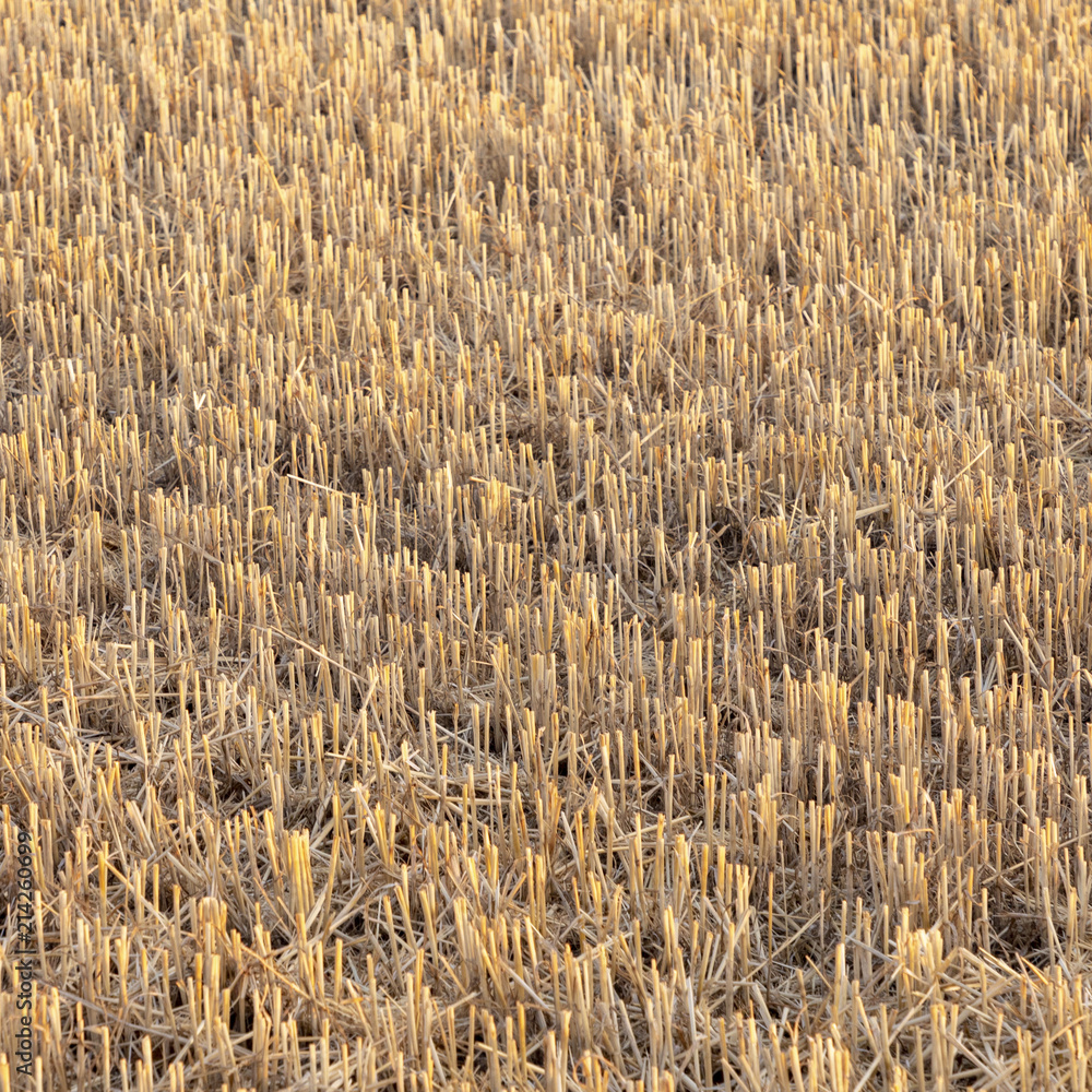 corn field after harvest