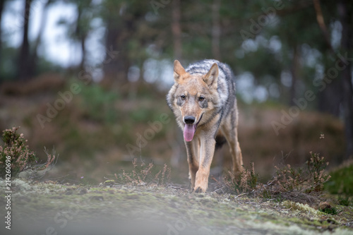 Close up portrait of a grey wolf (Canis Lupus) also known as Timber wolf displaying an agressive facial dominant expression in the Canadian forest during the summer months