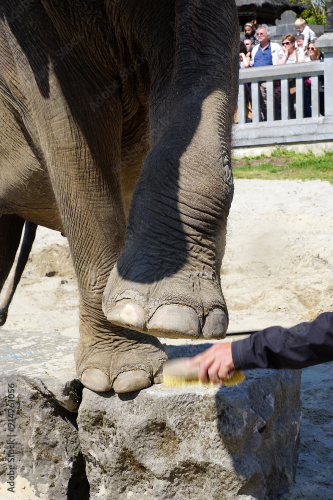 patte d'un éléphant d'Asie Stock Photo | Adobe Stock