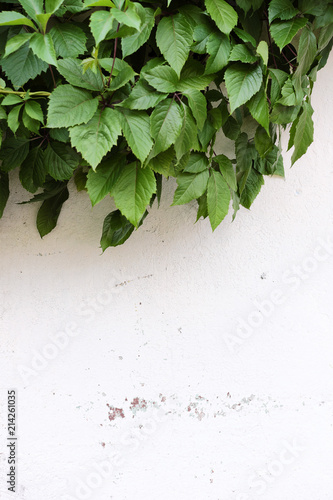 Green ivy on a white wall.
