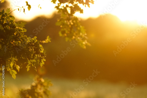 Close up silhouette of a grass field by sunset