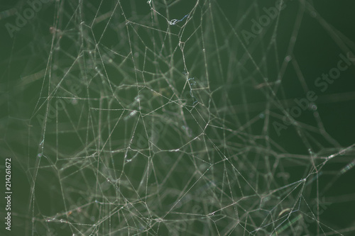 Extreme close up of spider web in morning dew