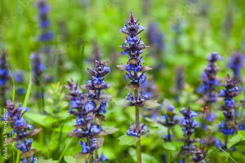 Blooming blue bugleweeds