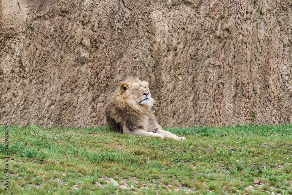 Fototapeta premium Lion