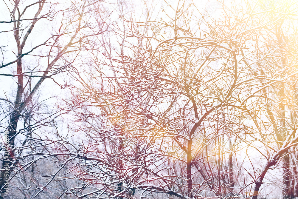 background of tree branches winter / silhouettes of empty branches without leaves against a white sky background. Winter forest concept, nature. Abstract winter background. background of tree branches winter / silhouettes of empty branches without leaves against a white sky background. Winter forest concept, nature. Abstract winter background.