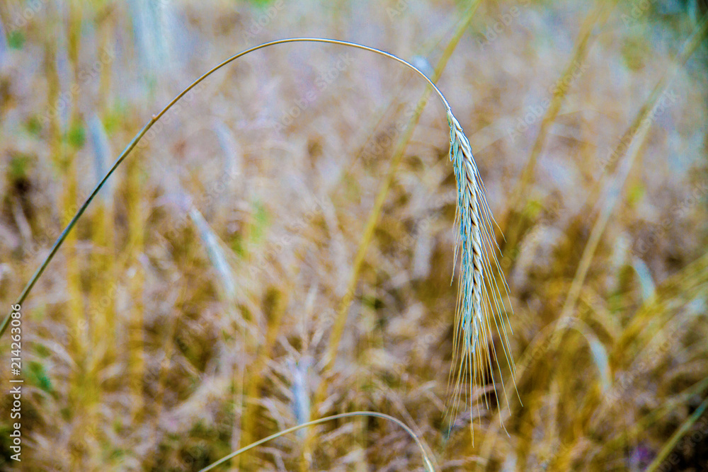 Obraz premium drooping wheat spike on the field
